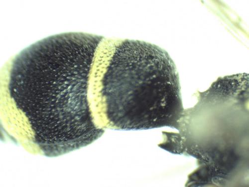 Stenodynerus fastidiosissimus fastidiosissimus